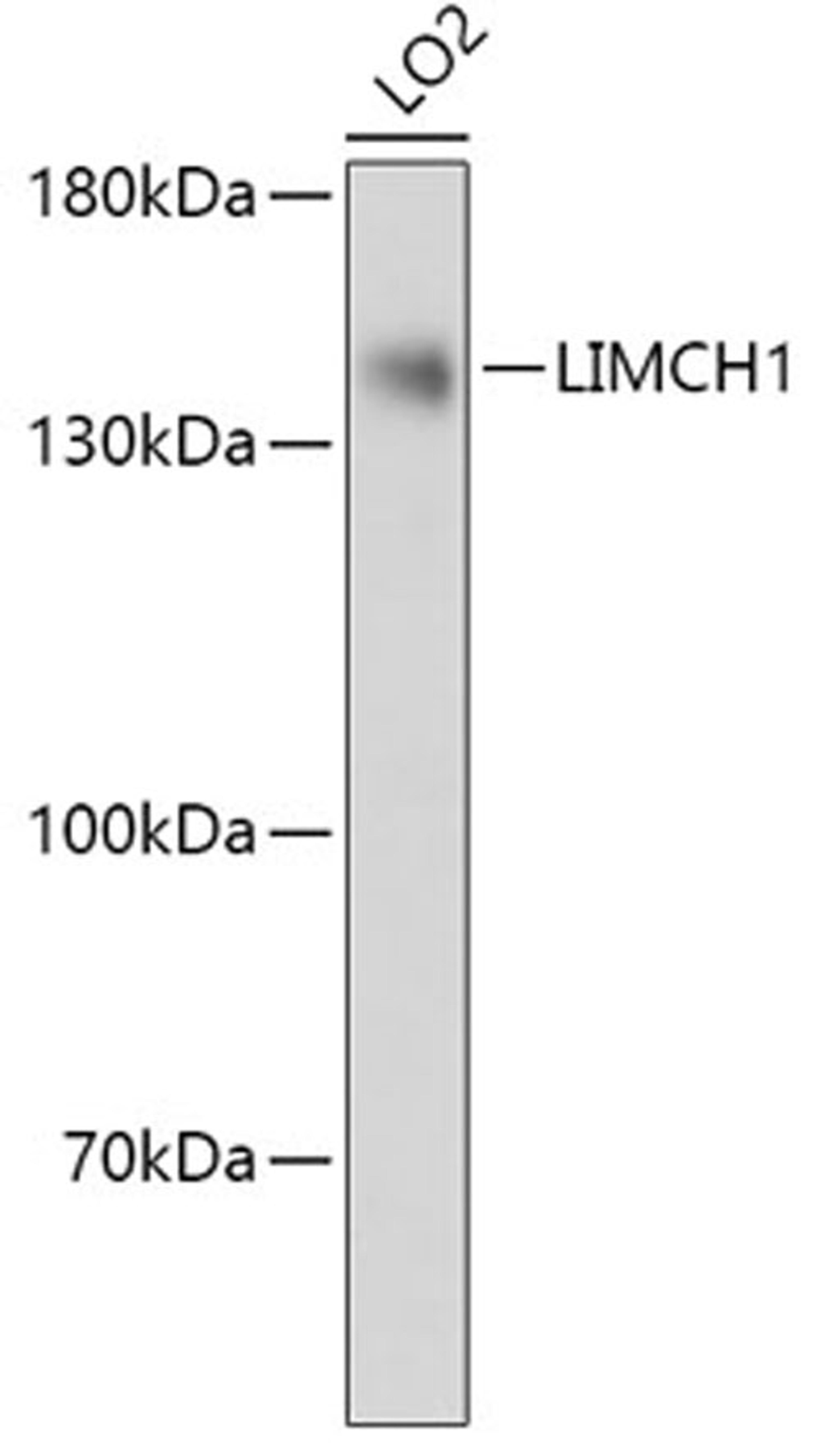 Western blot - LIMCH1 antibody (A17649)