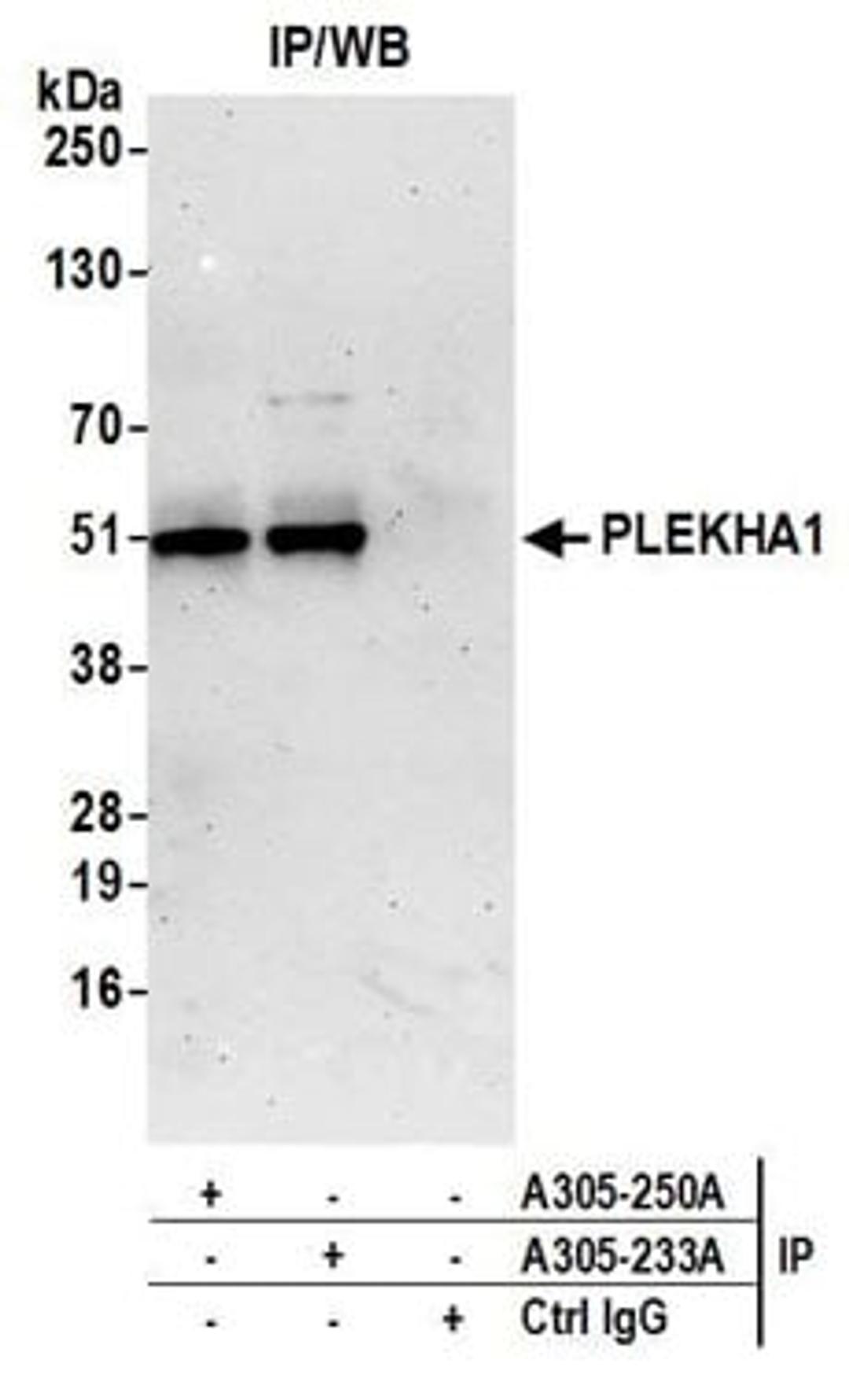 Detection of human PLEKHA1 by western blot of immunoprecipitates.