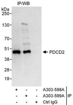 Detection of human PDCD2 by western blot of immunoprecipitates.