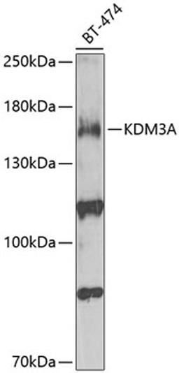 Western blot - KDM3A antibody (A2322)