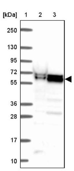 Western Blot: ZNF207 Antibody [NBP2-39010] - Lane 1: Marker [kDa] 250, 130, 95, 72, 55, 36, 28, 17, 10<br/>Lane 2: RT-4<br/>Lane 3: U-251 MG