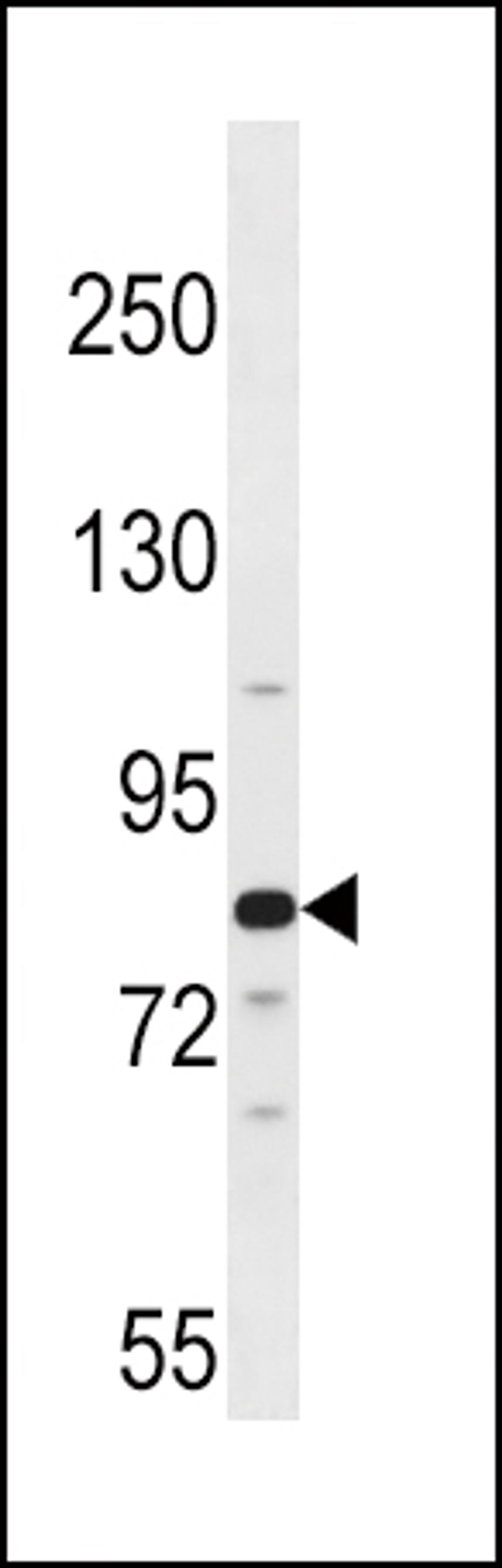 Western blot analysis in 293 cell line lysates (35ug/lane).