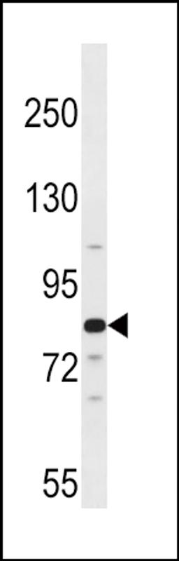 Western blot analysis in 293 cell line lysates (35ug/lane).