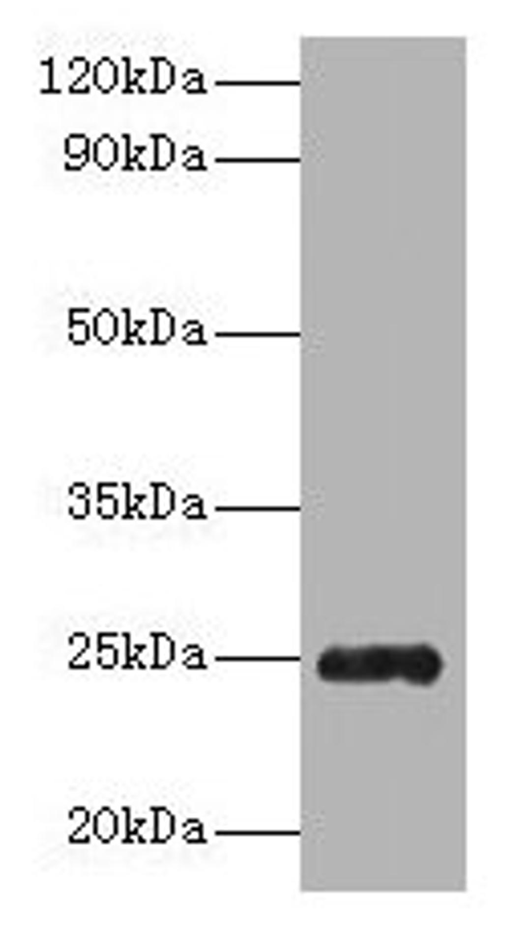 Western blot. All lanes: Trypsin antibody at 2µg/ml + Recombinant Pig Trypsin protein 1µg. Secondary. Goat polyclonal to rabbit IgG at 1/10000 dilution. Predicted band size: 25 kDa. Observed band size: 25 kDa