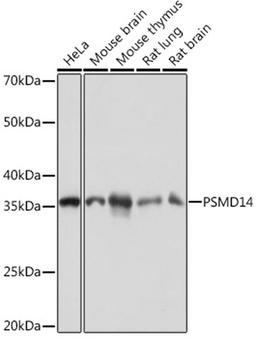 Western blot - PSMD14 Rabbit mAb (A9608)