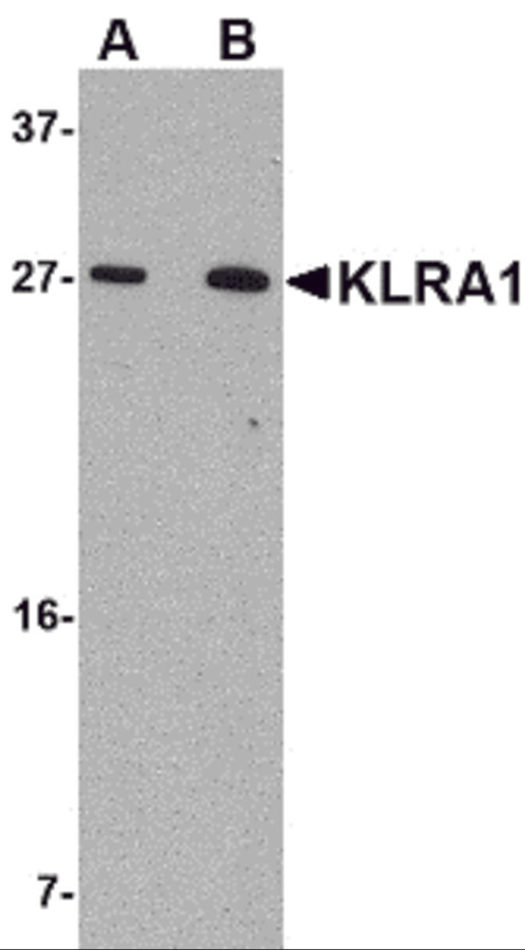 Western blot analysis of KLRA1 in 293 cell lysate with KLRA1 antibody at (A) 1 &#956;g/mL and (B) 2 &#956;g/mL.