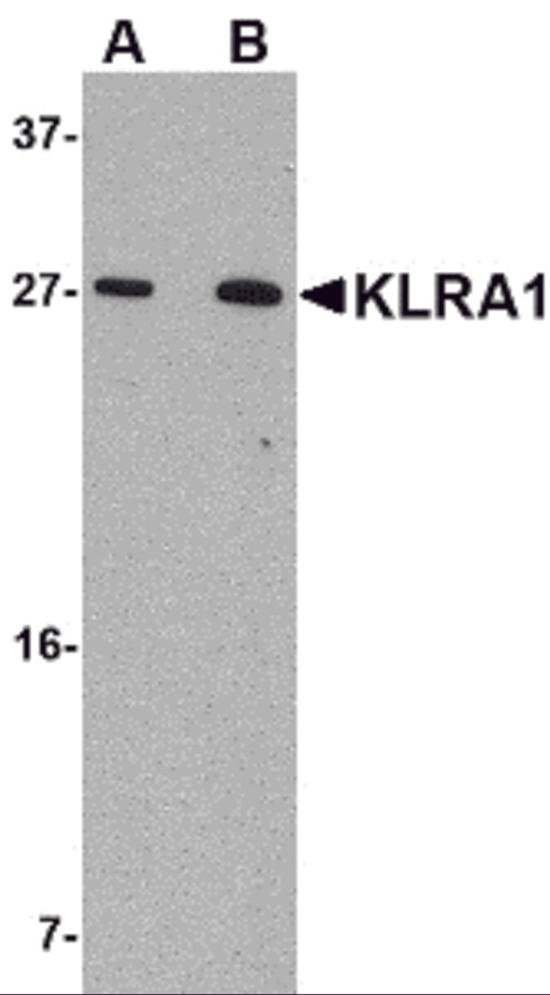 Western blot analysis of KLRA1 in 293 cell lysate with KLRA1 antibody at (A) 1 μg/mL and (B) 2 μg/mL.