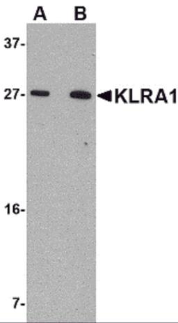 Western blot analysis of KLRA1 in 293 cell lysate with KLRA1 antibody at (A) 1 μg/mL and (B) 2 μg/mL.