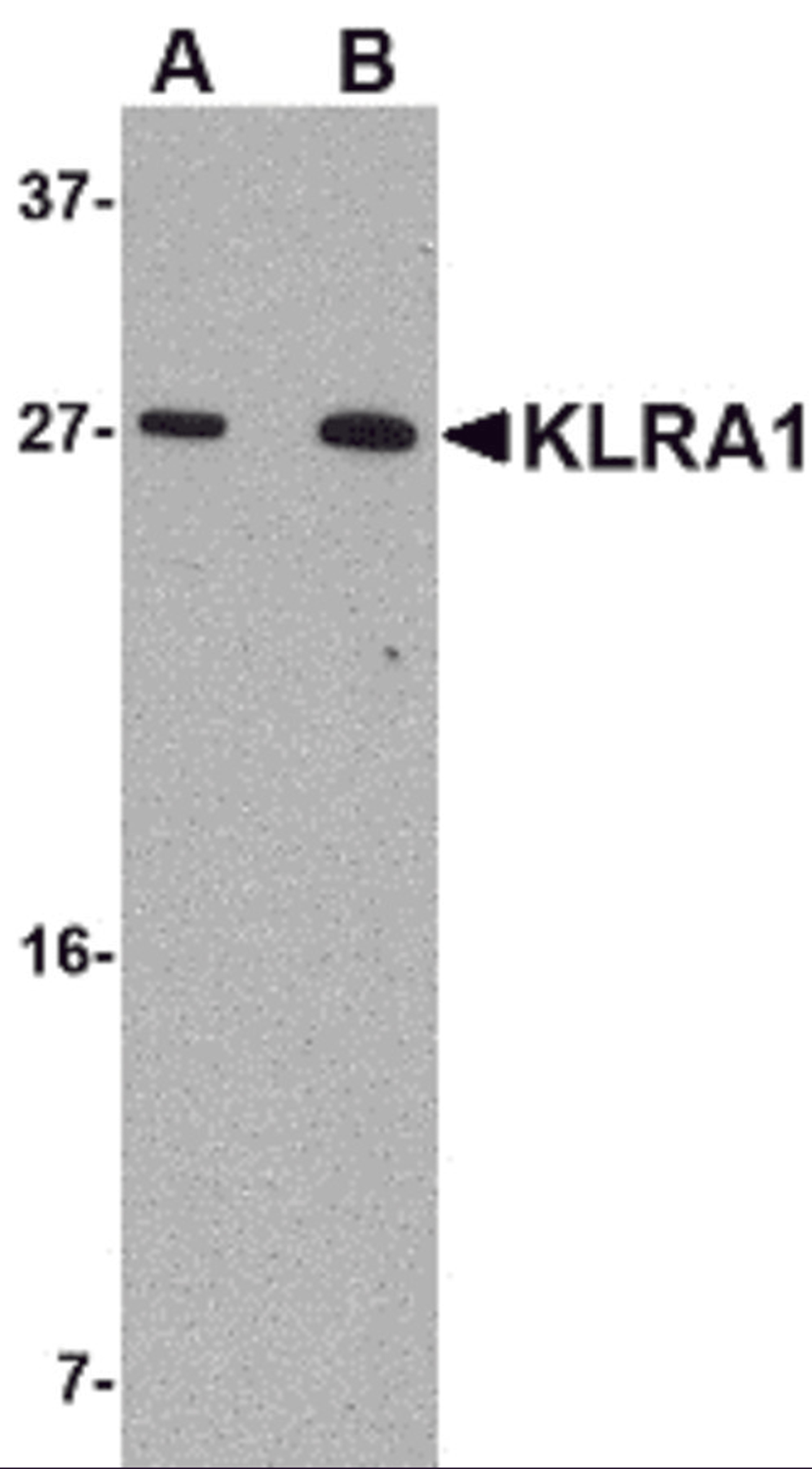 Western blot analysis of KLRA1 in 293 cell lysate with KLRA1 antibody at (A) 1 μg/mL and (B) 2 μg/mL.