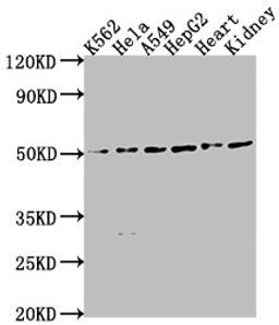 Western Blot. Positive WB detected in: K562 whole cell lysate, HeLa whole cell lysate, A549 whole cell lysate, HepG2 whole cell lysate, Mouse heart tissue, Mouse kidney tissue. All lanes: ENPP7 antibody at 1:2000. Secondary. Goat polyclonal to rabbit IgG at 1/50000 dilution. Predicted band size: 52 kDa. Observed band size: 52 kDa.