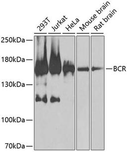 Western blot - BCR antibody (A0068)