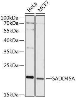 Western blot - GADD45A antibody (A11768)