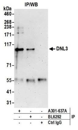 Detection of human DNL3 by western blot of immunoprecipitates.