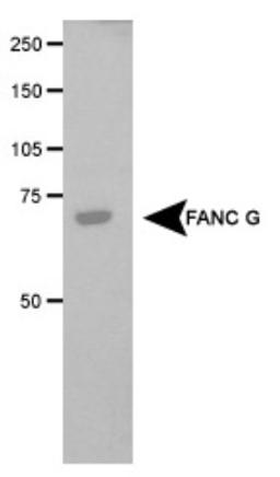 Western Blot: FANCG Antibody [NB100-2566] - Detection of FANC G in transfected COS1 cell lysate.