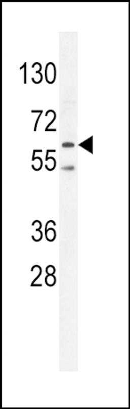 Western blot analysis in K562 cell line lysates (35ug/lane).This demonstrdetected the PRKAA2 protein (arrow).