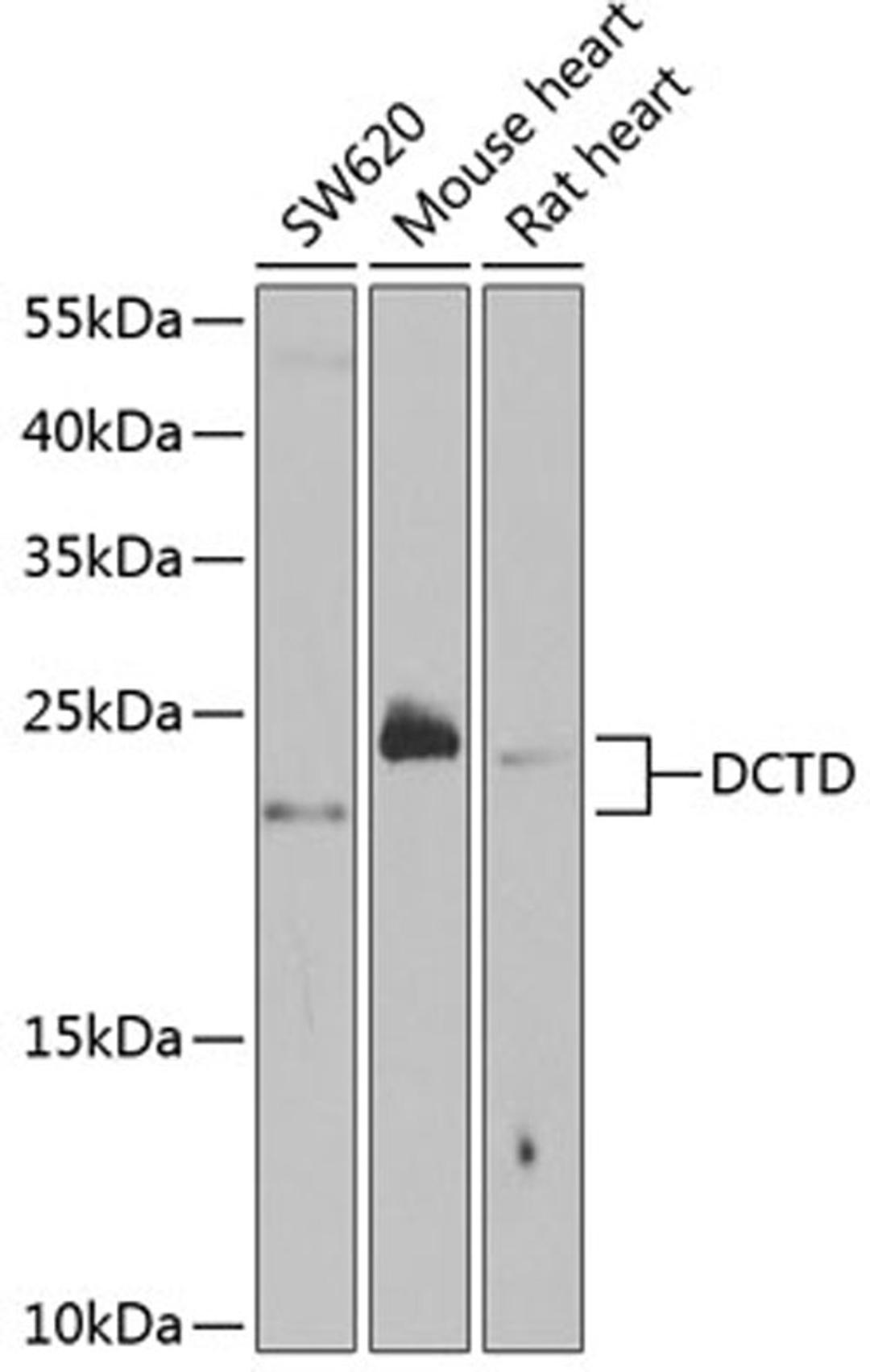 Western blot - DCTD antibody (A5889)