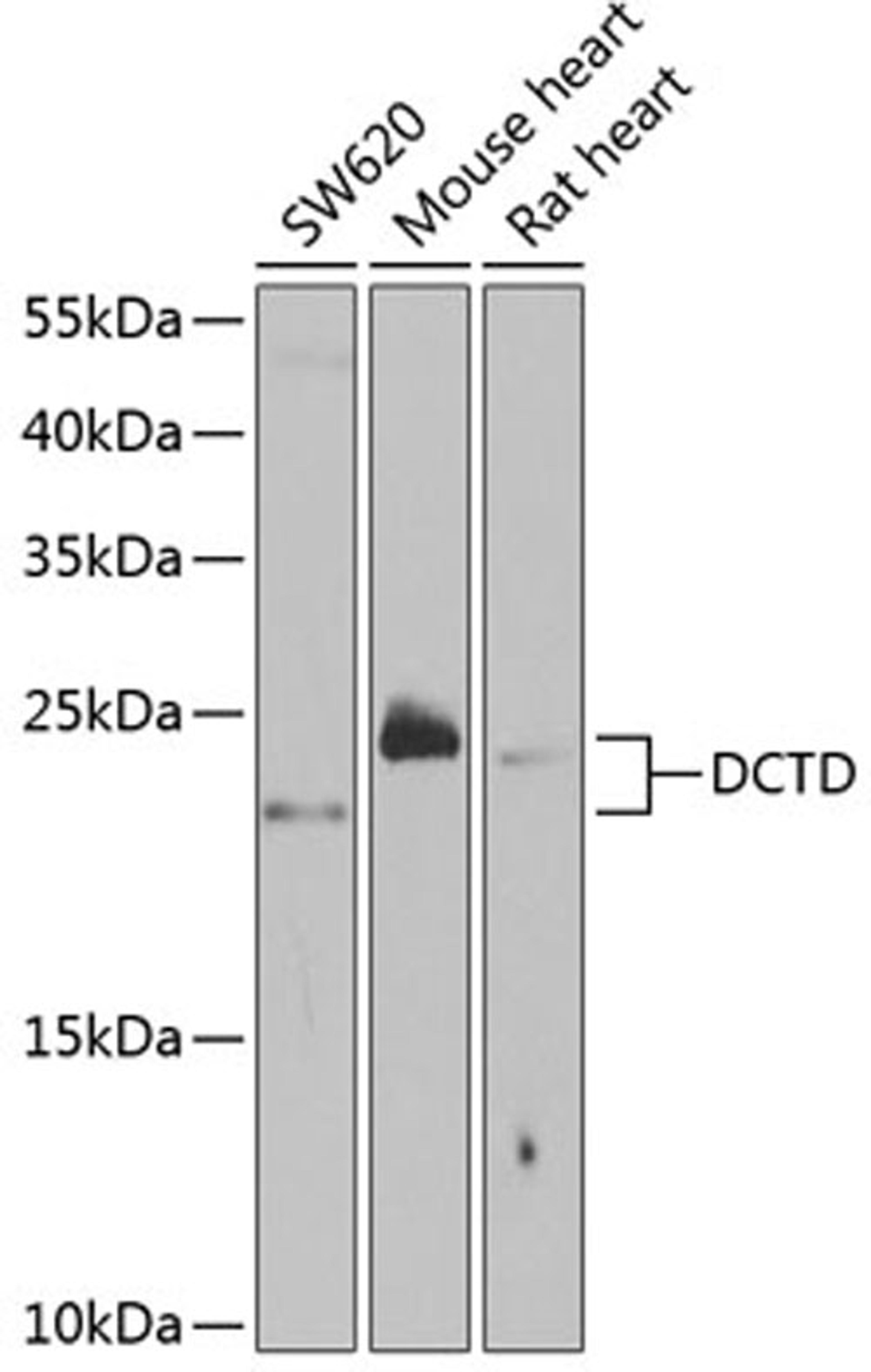 Western blot - DCTD antibody (A5889)