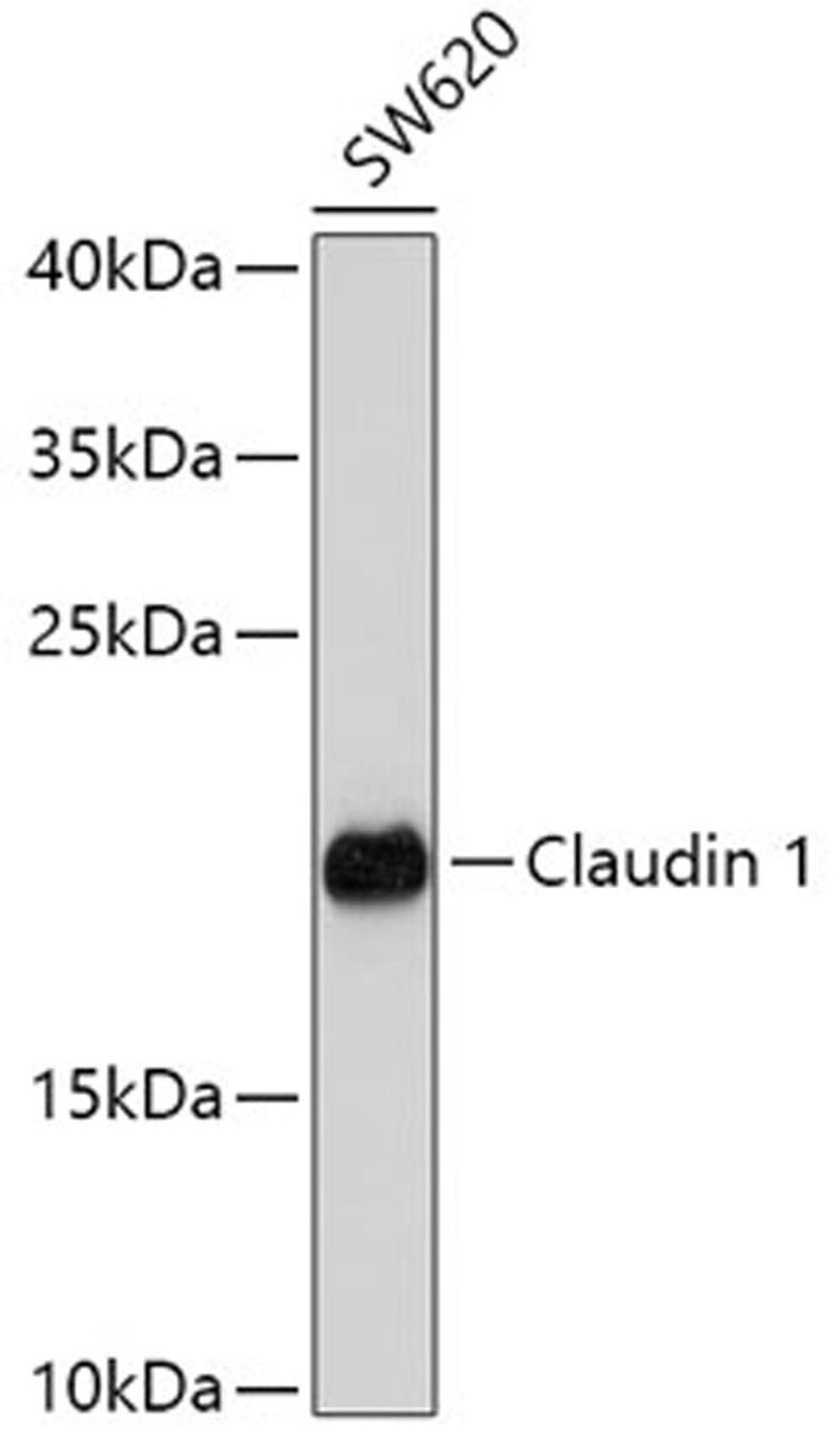 Western blot - CLDN1 antibody (A2196)