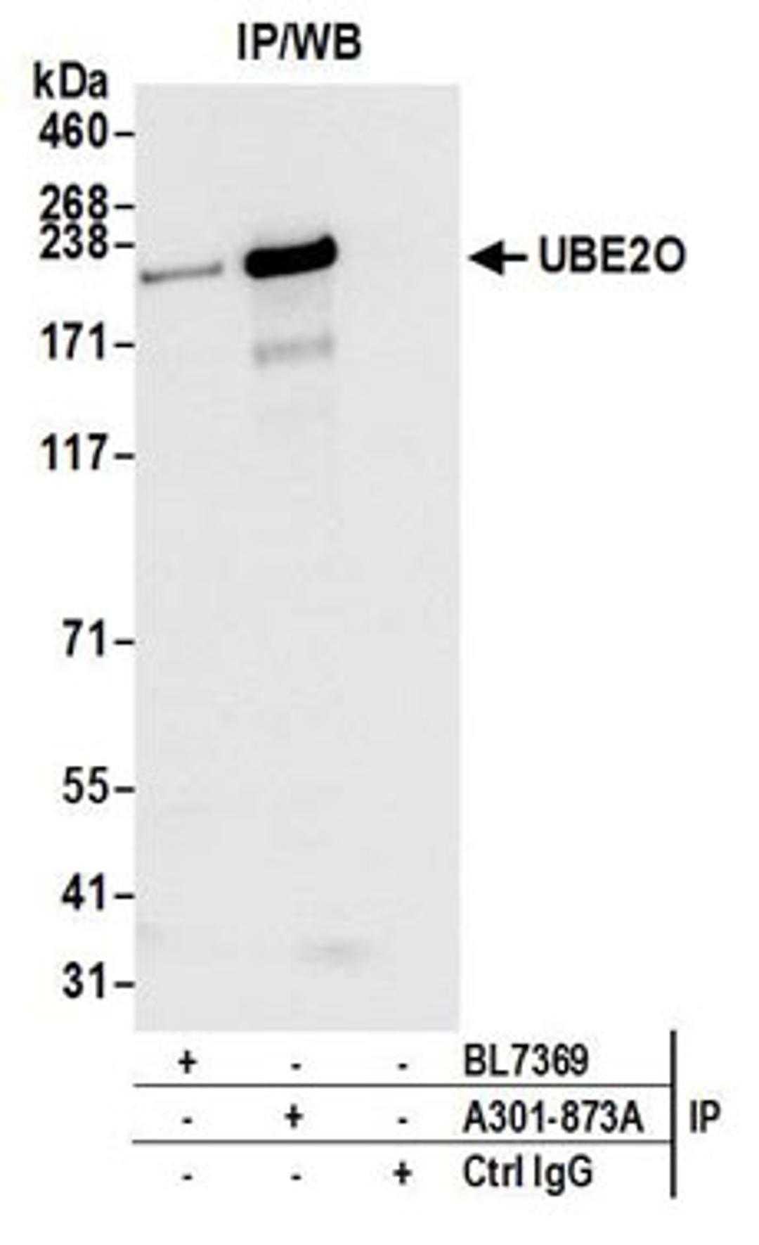 Detection of human UBE2O by western blot of immunoprecipitates.