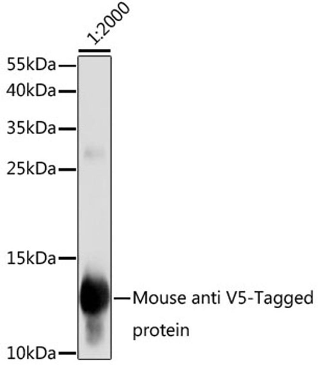 Western blot - Mouse anti V5-Tag mAb (AE017)