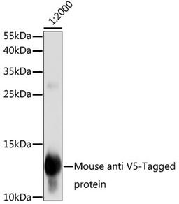 Western blot - Mouse anti V5-Tag mAb (AE017)