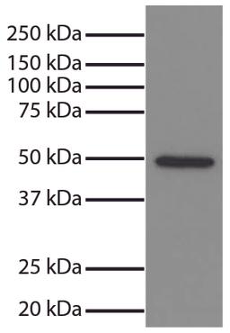 Total cell lysates from Jurkat cells were resolved by electrophoresis, transferred to PVDF membrane, and probed with Mouse Anti-GSK-3?-UNLB (Cat. No. 99-742). Proteins were visualized using Goat Anti-Mouse IgG, Human ads-HRP secondary antibody and chemilu