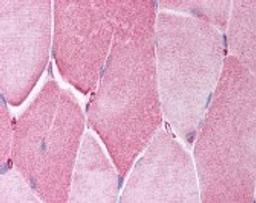 Immunohistochemistry staining of CRY2 in skeletal muscle tissue using CRY2 Antibody.