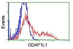 Flow Cytometry: GDAP1L1 Antibody (1G5) [NBP2-00946] - HEK293T cells transfected with either overexpression plasmid (Red) or empty vector control plasmid (Blue) were immunostained by anti-GDAP1L1 antibody, and then analyzed by flow cytometry.