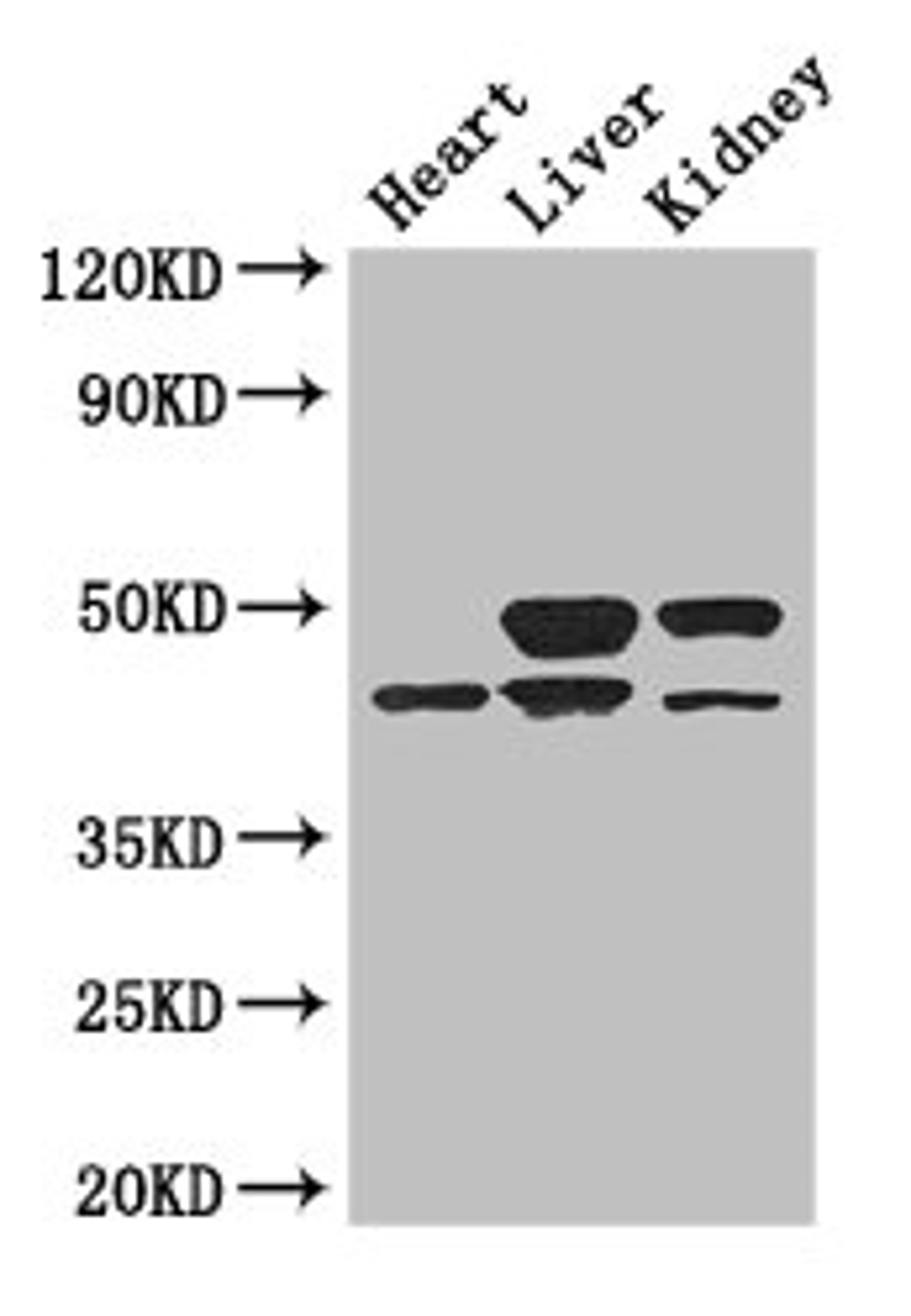 Western Blot. Positive WB detected in: Mouse heart tissue, Mouse liver tissue, Mouse kidney tissue. All lanes: TGIF1 antibody at 3ug/ml. Secondary. Goat polyclonal to rabbit IgG at 1/50000 dilution. Predicted band size: 44, 30, 32, 28 kDa. Observed band size: 44, 50 kDa. 