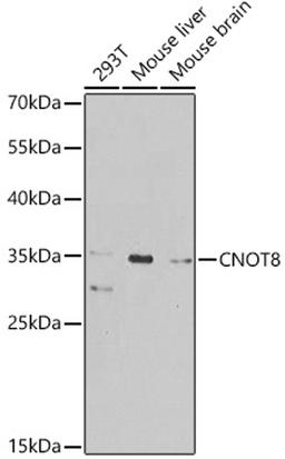 Western blot - CNOT8 antibody (A8058)