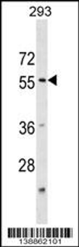 Western blot analysis in 293 cell line lysates (35ug/lane).