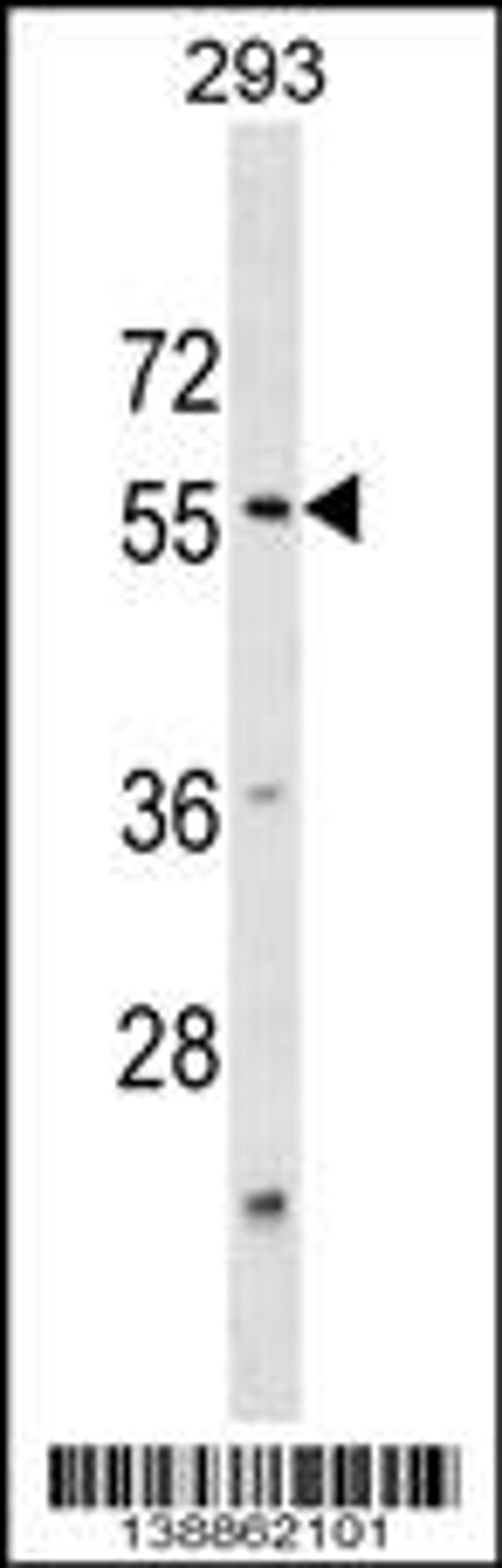 Western blot analysis in 293 cell line lysates (35ug/lane).