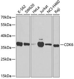 Western blot - CDK6 antibody (A3165)