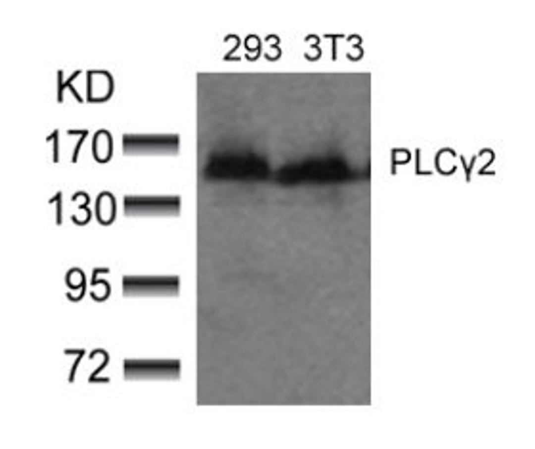 Western blot analysis of lysed extracts from 293 and 3T3 cells using PLCγ2 (Ab-753).