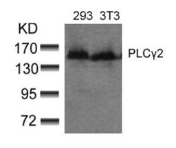 Western blot analysis of lysed extracts from 293 and 3T3 cells using PLCγ2 (Ab-753).