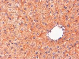 45-538 (2ug/ml) staining of paraffin embedded Human Liver. Steamed antigen retrieval with Tris/EDTA buffer pH 9, HRP-staining.