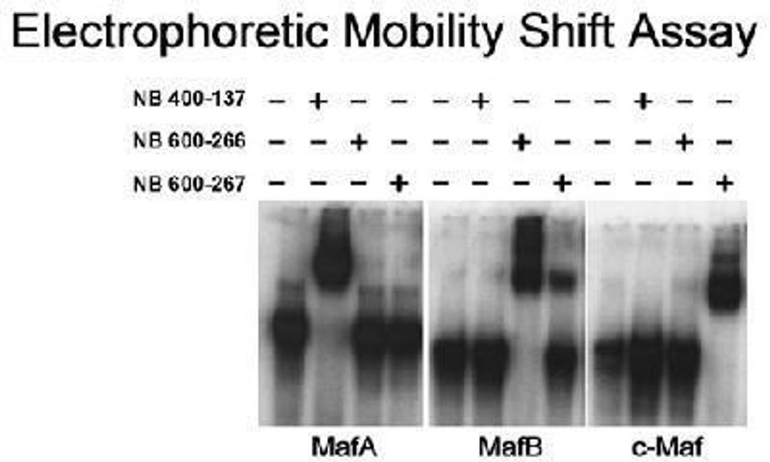 Gel Super Shift Assays: MafA Antibody [NB400-137] - Electrophoretic Mobility Shift of MafA, MafB and c-Maf. Samples: Nuclear extract (6 ug) from HeLa cells transfected with MafA, MafB or c-Maf expression constructs. Antibodies: Affinity purified anti-MafA antibody NB400-137, anti-MafB antibody NB600-266 or anti-c-Maf antibody NB600-267.