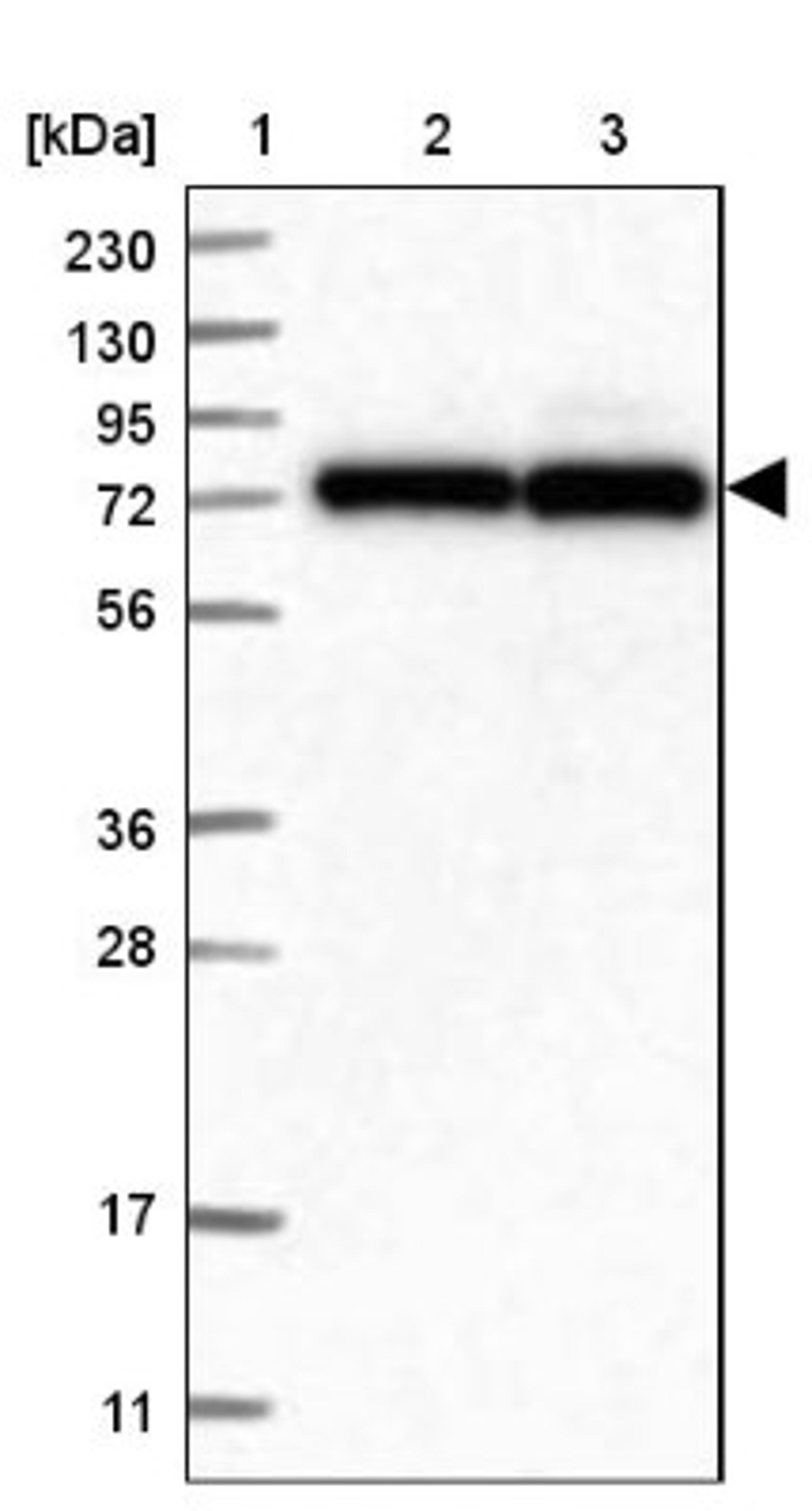 Western Blot: HECTD2 Antibody [NBP1-83481] - Lane 1: Marker [kDa] 230, 130, 95, 72, 56, 36, 28, 17, 11<br/>Lane 2: Human cell line RT-4<br/>Lane 3: Human cell line U-251MG sp