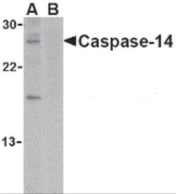 Western blot analysis of caspase-14 in Jurkat cell lysate in the (A) absence or (B) presence of blocking peptide with caspase-14 antibody at 1 &#956;g/mL.