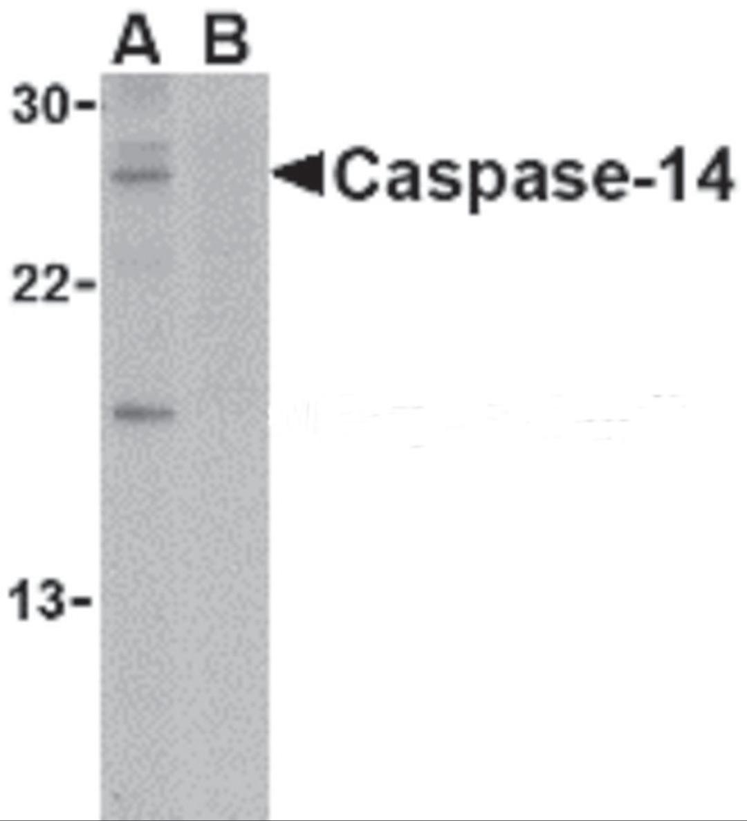 Western blot analysis of caspase-14 in Jurkat cell lysate in the (A) absence or (B) presence of blocking peptide with caspase-14 antibody at 1 μg/mL.