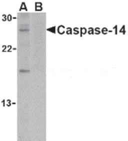 Western blot analysis of caspase-14 in Jurkat cell lysate in the (A) absence or (B) presence of blocking peptide with caspase-14 antibody at 1 μg/mL.