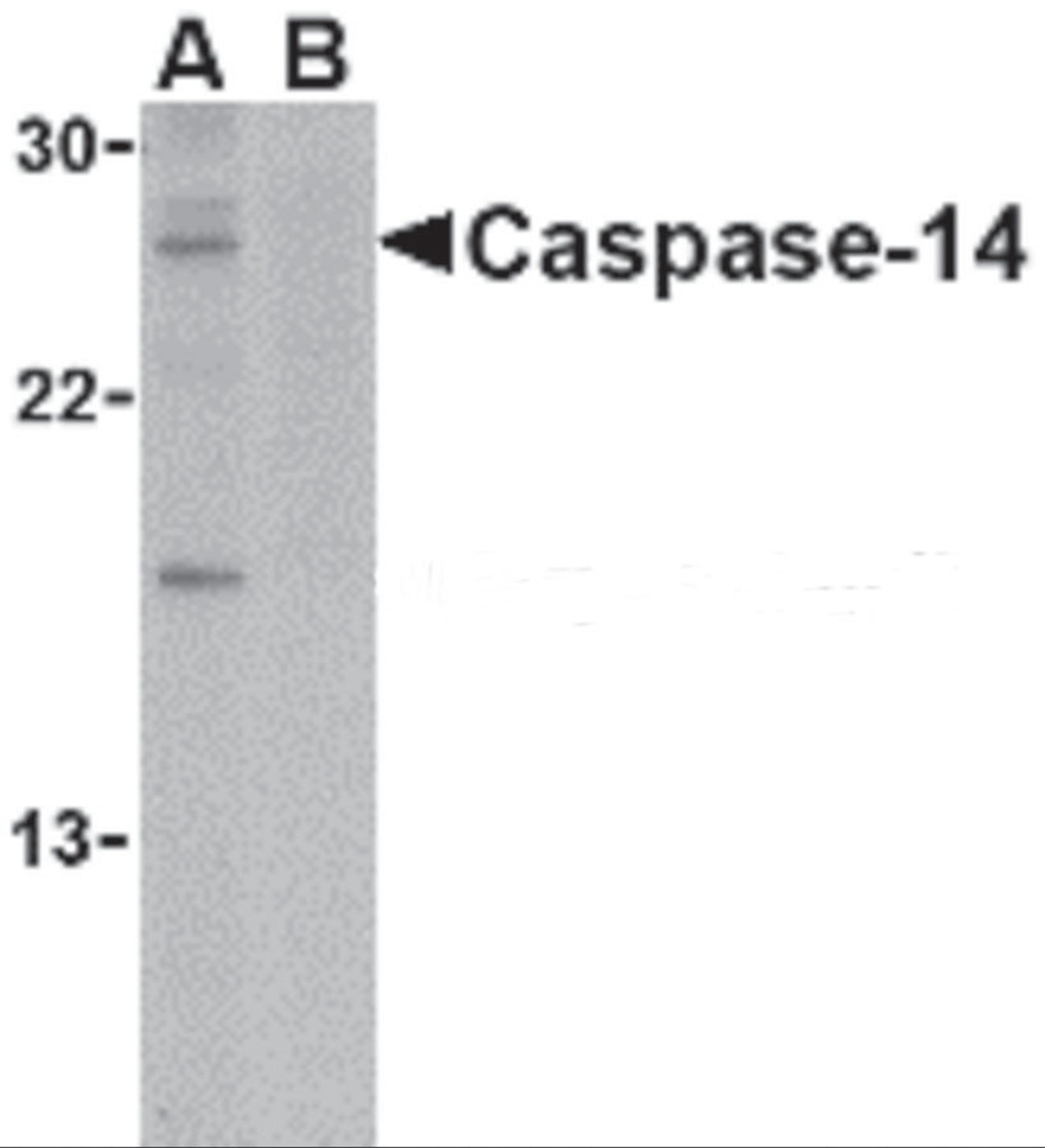 Western blot analysis of caspase-14 in Jurkat cell lysate in the (A) absence or (B) presence of blocking peptide with caspase-14 antibody at 1 μg/mL.