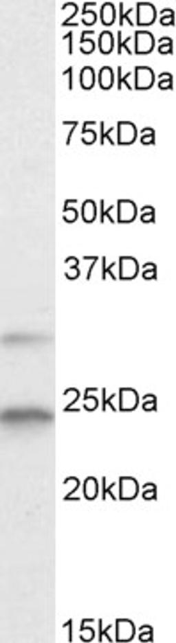 45-853 (2ug/ml) staining of HEK293 lysate (35ug protein in RIPA buffer). Primary incubation was 1 hour. Detected by chemiluminescence.