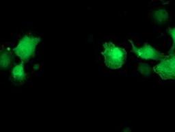 Immunocytochemistry/Immunofluorescence: PNMT Antibody (1D2) [NBP2-00688] - Staining of COS7 cells transiently transfected by pCMV6-ENTRY PNMT.