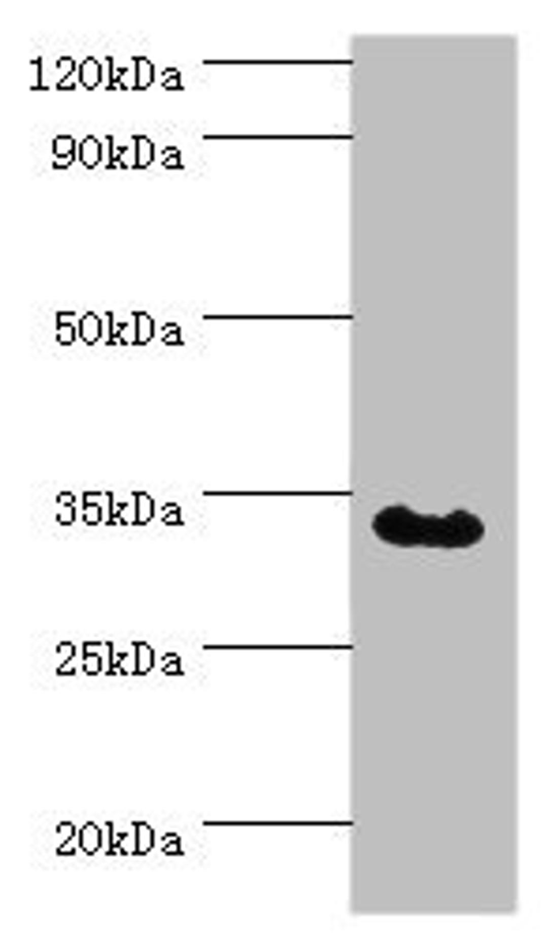 Western blot. All lanes: Tumor necrosis factor receptor type 1-associated DEATH domain protein antibody at 12ug/ml + MCF-7 whole cell lysate. Secondary. Goat polyclonal to rabbit IgG at 1/10000 dilution. Predicted band size: 35, 28 kDa. Observed band size: 35 kDa. 