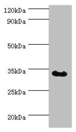 Western blot. All lanes: Tumor necrosis factor receptor type 1-associated DEATH domain protein antibody at 12ug/ml + MCF-7 whole cell lysate. Secondary. Goat polyclonal to rabbit IgG at 1/10000 dilution. Predicted band size: 35, 28 kDa. Observed band size: 35 kDa. 