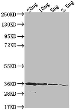 Western Blot. Positive WB detected in Recombinant protein. All lanes: BAME antibody at 1:2000. Secondary. Goat polyclonal to rabbit IgG at 1/50000 dilution. Predicted band size: 97.1 kDa. Observed band size: 34 kDa.