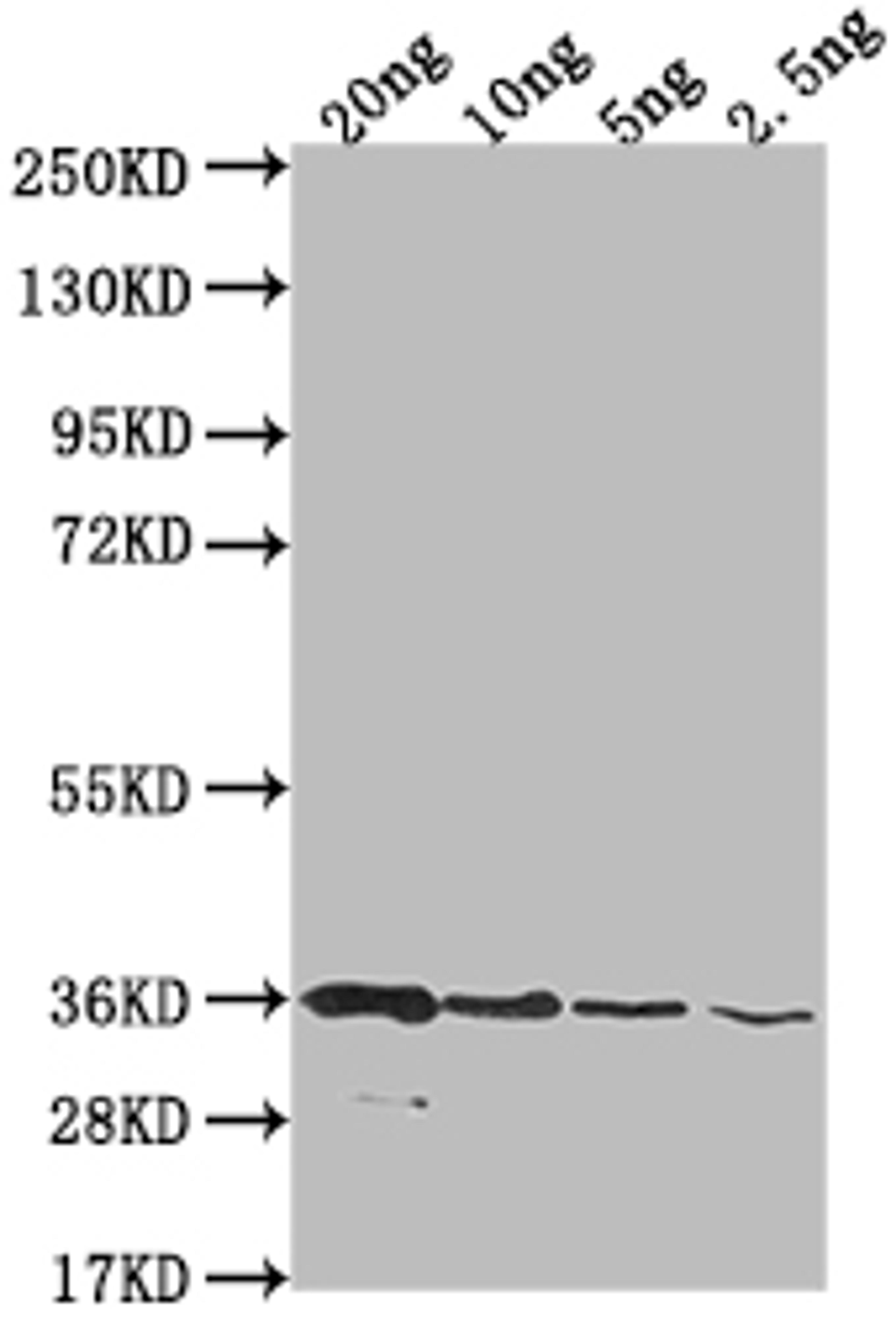 Western Blot. Positive WB detected in Recombinant protein. All lanes: BAME antibody at 1:2000. Secondary. Goat polyclonal to rabbit IgG at 1/50000 dilution. Predicted band size: 97.1 kDa. Observed band size: 34 kDa.