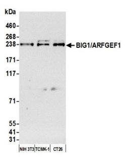 Detection of human BIG1/ARFGEF1 by western blot.