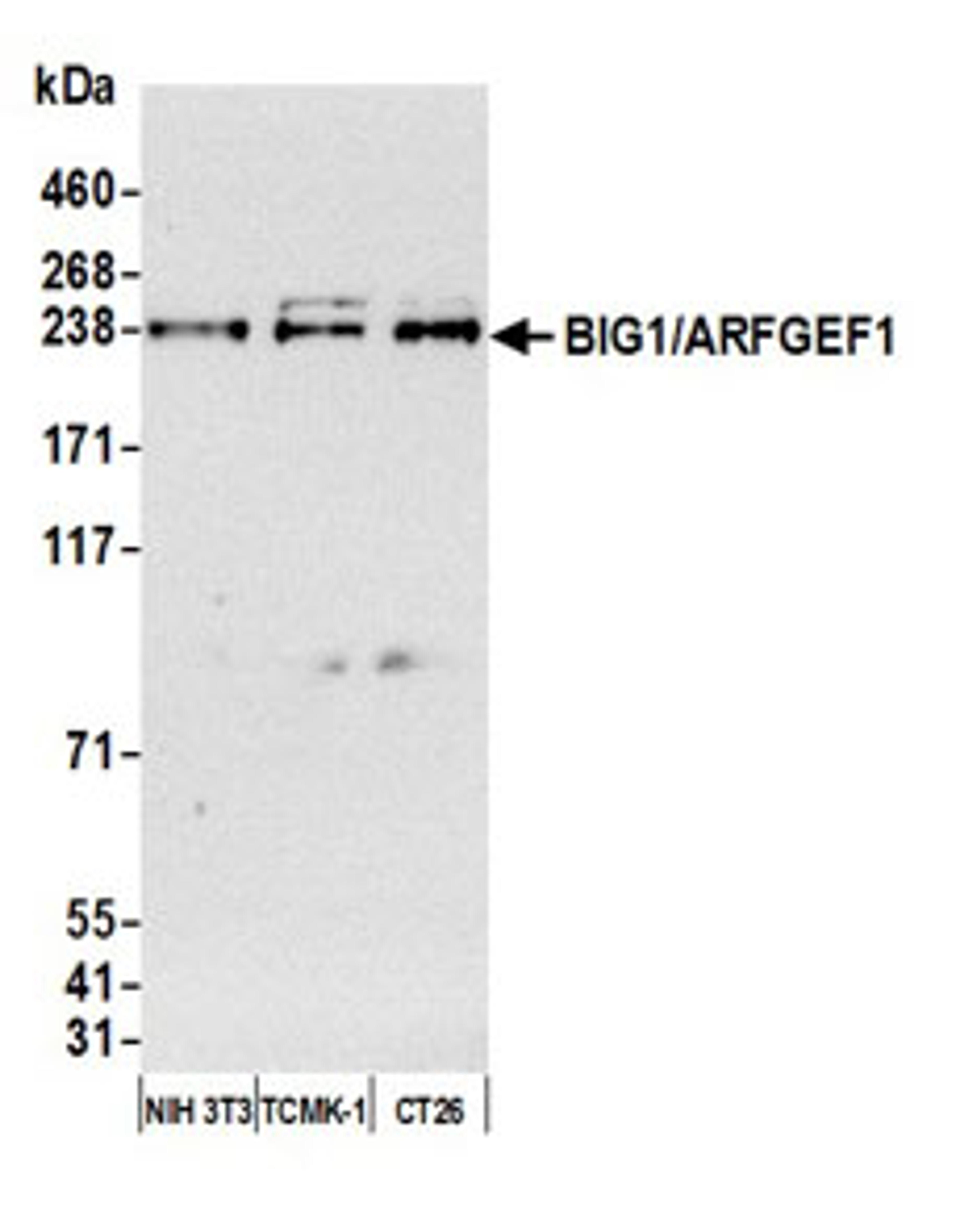 Detection of human BIG1/ARFGEF1 by western blot.